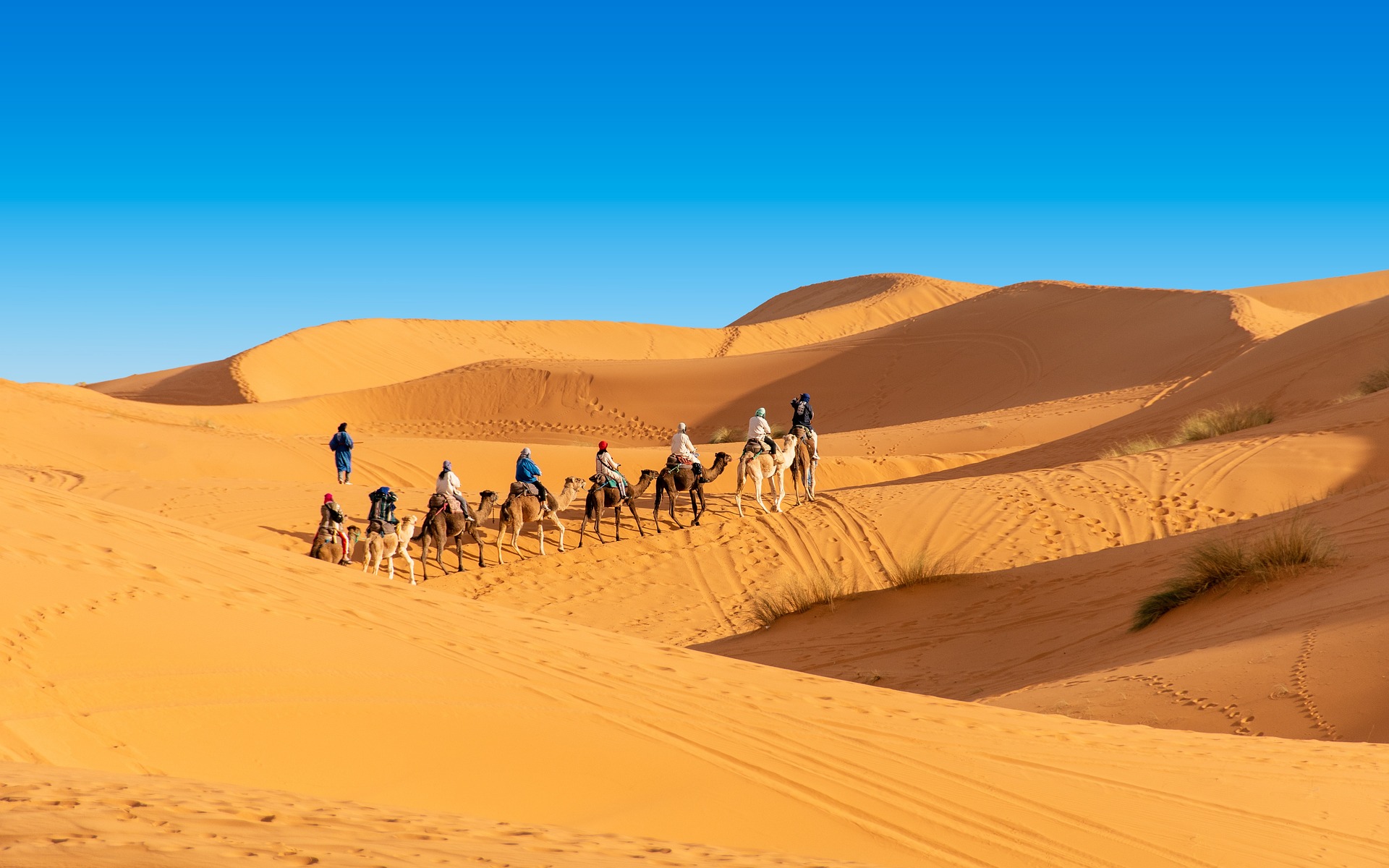 Camel caravan in the Sahara Desert Morocco